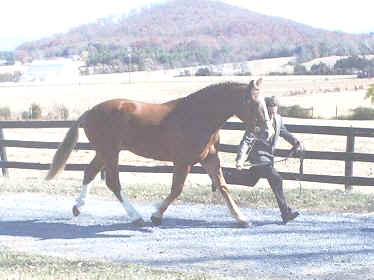 Irish Draft Horse - USA